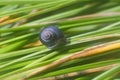 Close up snail feeding and climbing green reeds Royalty Free Stock Photo