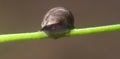 Close up snail feeding and climbing green reeds Royalty Free Stock Photo