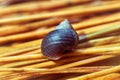 Close up snail feeding and climbing green reeds Royalty Free Stock Photo