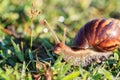 Close up snail on grass