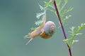 Snail Royalty Free Stock Photo