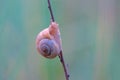 Snail Royalty Free Stock Photo