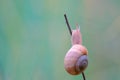 Snail Royalty Free Stock Photo
