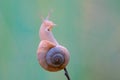 Snail Royalty Free Stock Photo