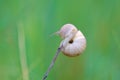 Snail Royalty Free Stock Photo