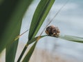 Close-up Of A Snail On A Green Leaf On A Background Of The Sea. Big Snail Crawling On Grass Or Reed of Corn. Summer Concept. Royalty Free Stock Photo