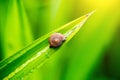 Close up snail on the green leave in the moring. snail sign of moisture and rainy. natural wallpaper. Royalty Free Stock Photo