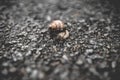 Close up of a snail on the road Royalty Free Stock Photo