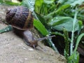 Snail on ground