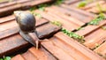 Close-up of the snail Helix pomatia or burgundy. mollusks move or crawl on the brick floor in the garden around the house. Royalty Free Stock Photo