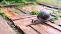 Close-up of the snail Helix pomatia or burgundy. mollusks move or crawl on the brick floor in the garden around the house. Royalty Free Stock Photo