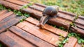 Close-up of the snail Helix pomatia or burgundy. mollusks move or crawl on the brick floor in the garden around the house. Royalty Free Stock Photo