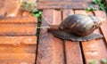 Close-up of the snail Helix pomatia or burgundy. mollusks move or crawl on the brick floor in the garden around the house. Royalty Free Stock Photo