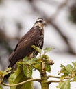 Close-up of a Snail Kite