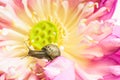 Close up of snail on lotus flowers