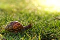 Snail clawing, Snail moving on a wet grass