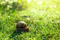 Snail crawling, Snail moving on a wet grass Royalty Free Stock Photo