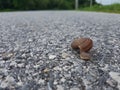 Close up, snail in road Royalty Free Stock Photo