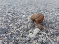 Close up, snail in road Royalty Free Stock Photo