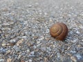 Close up, snail in road Royalty Free Stock Photo