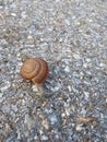 Close up, snail in road Royalty Free Stock Photo