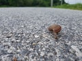 Close up, snail in road Royalty Free Stock Photo