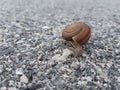 Close up, snail in road Royalty Free Stock Photo