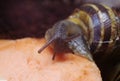Close up of a snail`s head Royalty Free Stock Photo