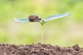 Close up snail on seed young plant