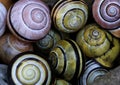 Close up of snail shell