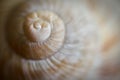 Close-up of an snail shell Royalty Free Stock Photo