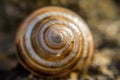 Close up of a snail shell Royalty Free Stock Photo