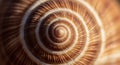 Close-up of a snail shell displaying a distinct spiral pattern. The shell\'s surface features Royalty Free Stock Photo