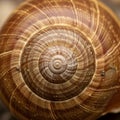 Close-up of a snail shell, displaying a spiral pattern with concentric rings. The shell Royalty Free Stock Photo