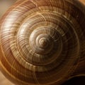 A close-up of a snail shell displaying a spiral pattern, showcasing a range of browns Royalty Free Stock Photo
