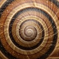 Close-up of a snail shell displaying a striking spiral pattern. The shell features alternating Royalty Free Stock Photo