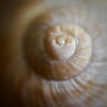 Close-up of an snail shell Royalty Free Stock Photo