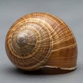 Close-up of a snail shell, featuring a spiral pattern with brown and beige hues. The shell displays Royalty Free Stock Photo