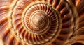 Close-up of a snail shell highlighting its spiral structure and intricate patterns. The shell Royalty Free Stock Photo