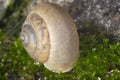 Close-up snail shell over moss Royalty Free Stock Photo