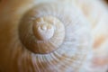 Close-up of the snail shell Royalty Free Stock Photo