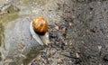 Close up of a snail or a shelled gastropod. Land snails, terrestrial pulmonate gastropod molluscs during rainy season in Europe