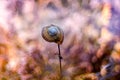 Close-up of snail shells on colored bokeh background.