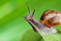 Close-up of a snail sitting on the leaf Royalty Free Stock Photo