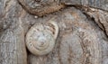 Close-up of a snail in the snail shell, which is great camouflage on a tree trunk Royalty Free Stock Photo