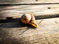 Close up of a snail sneaking on a wood plank