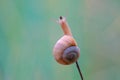 Snail Royalty Free Stock Photo