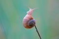 Snail Royalty Free Stock Photo