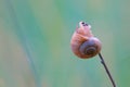 Snail Royalty Free Stock Photo