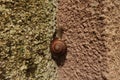 a close up of snail on textured wall